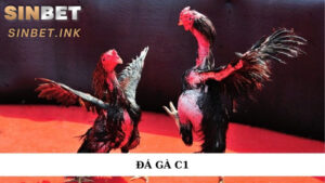 ĐÁ GÀ C1