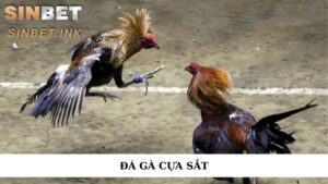 ĐÁ GÀ CỰA SẮT