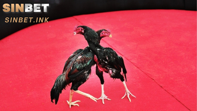 ĐÁ GÀ CỰA TRÒN