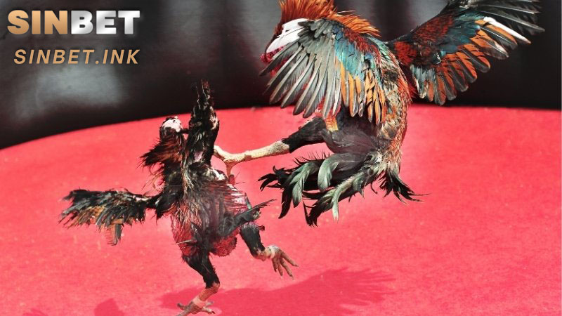 ĐÁ GÀ CỰA TRÒN