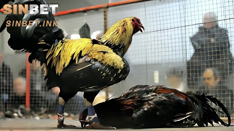 ĐÁ GÀ CỰA SẮT