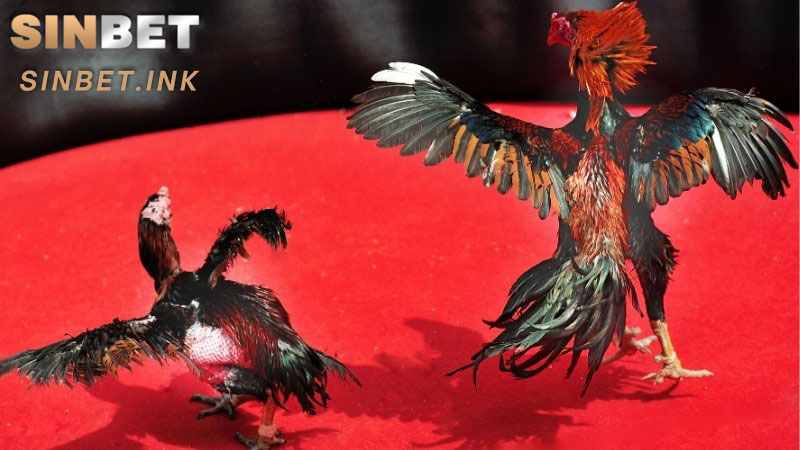 ĐÁ GÀ CỰA SẮT